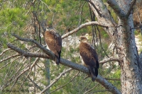 Orol jastrabovitý - Bonelli´s Eagle
