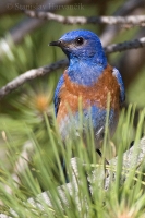 Salašník hájový - Sialia mexicana - Western Bluebird