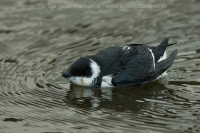 Alkovec drobný - Alle alle - Little Auk
