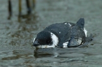 Alkovec drobný - Alle alle - Little Auk