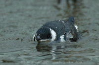 Alkovec drobný - Alle alle - Little Auk