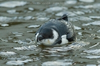 Alkovec drobný - Alle alle - Little Auk