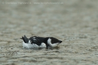 Alkovec drobný - Alle alle - Little Auk