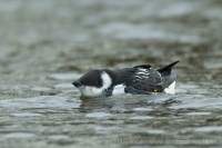 Alkovec drobný - Alle alle - Little Auk