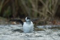 Alkovec drobný - Alle alle - Little Auk
