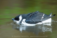 Alkovec drobný - Alle alle - Little Auk