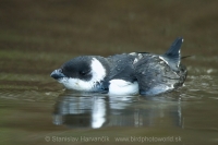 Alkovec drobný - Alle alle - Little Auk