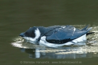 Alkovec drobný - Alle alle - Little Auk
