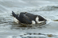 Alkovec drobný - Alle alle - Little Auk