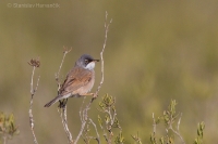 Penica okuliarnatá - Spectacled Warbler