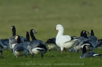 Hus snežnička - Chen (Anser) rossii - Ross´s Goose