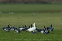 Hus snežnička - Chen (Anser) rossii - Ross´s Goose