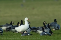 Hus snežnička - Chen (Anser) rossii - Ross´s Goose