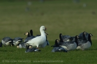 Hus snežnička - Chen (Anser) rossii - Ross´s Goose