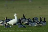 Hus snežnička - Chen (Anser) rossii - Ross´s Goose