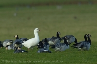 Hus snežnička - Chen (Anser) rossii - Ross´s Goose