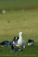 Hus snežnička - Chen (Anser) rossii - Ross´s Goose