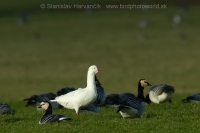 Hus snežnička - Chen (Anser) rossii - Ross´s Goose