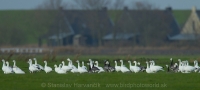 Hus snežná - Chen (Anser) caerulescens - Snow Goose