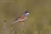 Penica okuliarnatá - Spectacled Warbler