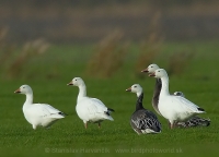 Hus snežná - Chen (Anser) caerulescens - Snow Goose