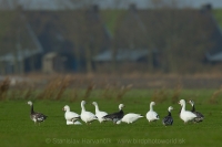 Hus snežná - Chen (Anser) caerulescens - Snow Goose