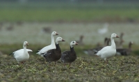 Hus snežná - Chen (Anser) caerulescens - Snow Goose