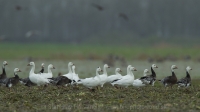 Hus snežná - Chen (Anser) caerulescens - Snow Goose