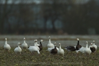 Hus snežná - Chen (Anser) caerulescens - Snow Goose