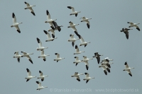 Hus snežná - Chen (Anser) caerulescens - Snow Goose