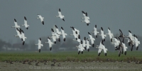 Hus snežná - Chen (Anser) caerulescens - Snow Goose