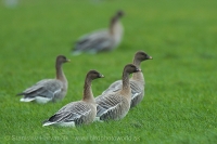Hus krátkozobá - Anser brachyrhynchos - Pink-footed Goose