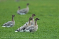Hus krátkozobá - Anser brachyrhynchos - Pink-footed Goose