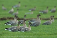 Hus krátkozobá - Anser brachyrhynchos - Pink-footed Goose
