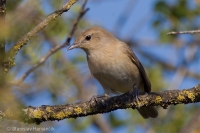 Penica slávikovitá - Garden Warbler