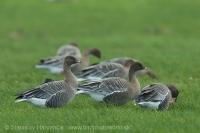 Hus krátkozobá - Anser brachyrhynchos - Pink-footed Goose