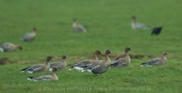 Hus krátkozobá - Anser brachyrhynchos - Pink-footed Goose