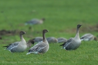 Hus krátkozobá - Anser brachyrhynchos - Pink-footed Goose