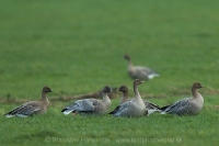 Hus krátkozobá - Anser brachyrhynchos - Pink-footed Goose