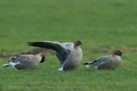 Hus krátkozobá - Anser brachyrhynchos - Pink-footed Goose
