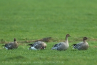 Hus krátkozobá - Anser brachyrhynchos - Pink-footed Goose