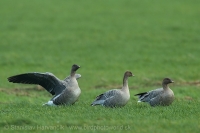 Hus krátkozobá - Anser brachyrhynchos - Pink-footed Goose