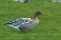 Hus krátkozobá - Anser brachyrhynchos - Pink-footed Goose