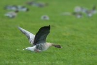 Hus krátkozobá - Anser brachyrhynchos - Pink-footed Goose