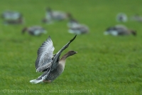 Hus krátkozobá - Anser brachyrhynchos - Pink-footed Goose
