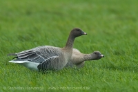 Hus krátkozobá - Anser brachyrhynchos - Pink-footed Goose