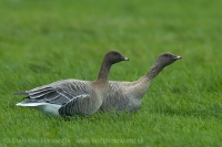 Hus krátkozobá - Anser brachyrhynchos - Pink-footed Goose