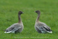 Hus krátkozobá - Anser brachyrhynchos - Pink-footed Goose