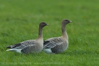 Hus krátkozobá - Anser brachyrhynchos - Pink-footed Goose