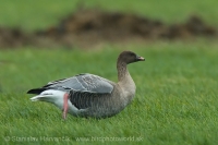 Hus krátkozobá - Anser brachyrhynchos - Pink-footed Goose